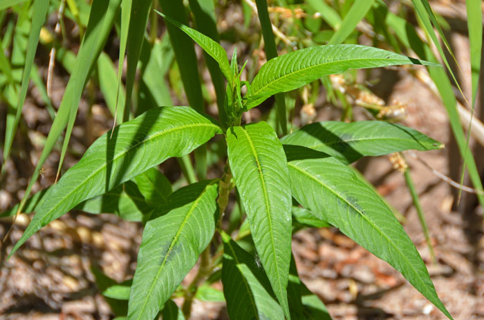 Persicaria lapathifolia, Curlytop Knotweed